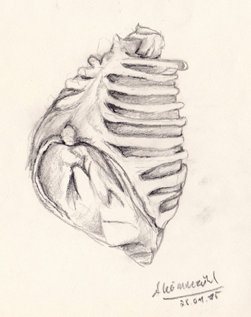 Anatomie (Pluskurs Kunst 2014/2015)