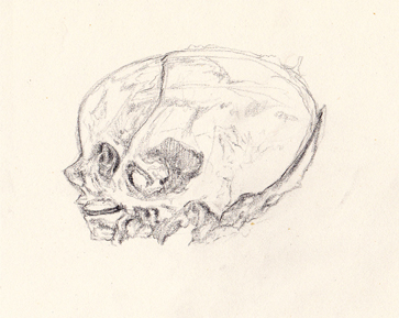 Anatomie (Pluskurs Kunst 2014/2015)