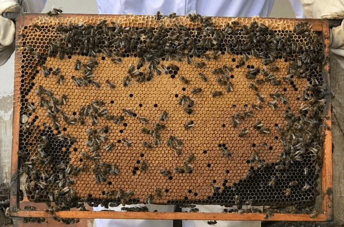 Unsere Schulbienen kommen … bald!