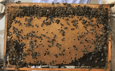 Unsere Schulbienen kommen … bald!