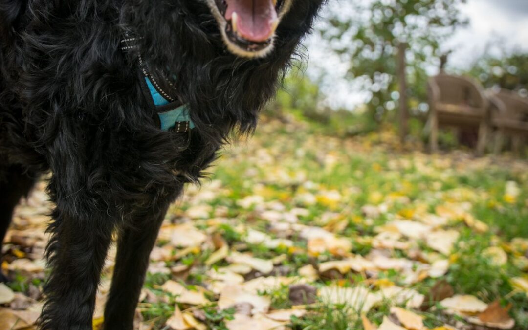Sam – unser Schulhund am CEG